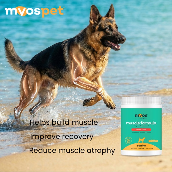 This ad creative features a German Shepherd in action with a digital muscle overlay to highlight the physical benefits of a canine muscle supplement formula.